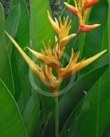 Heliconia Golden Torch