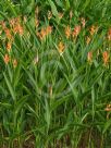 Heliconia psittacorum Andromeda