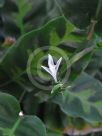 Calathea lietzei