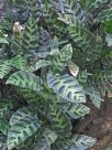 Calathea lietzei