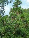 Pandanus dubius