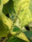 Acalypha wilkesiana Java White