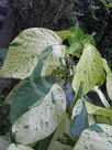 Acalypha wilkesiana Java White