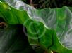 Alocasia macrorrhiza Metallica