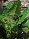 Alocasia macrorrhiza Metallica