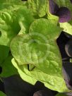 Ipomoea batatas Margarita