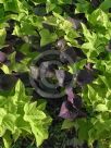 Ipomoea batatas Black Heart