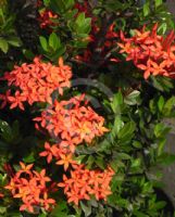 Ixora Dwarf Orange