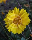 Coreopsis grandiflora Sunray