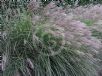 Miscanthus sinensis Silberfeder