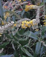 Buddleja Wattlebird