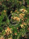 Grevillea juniperina Molonglo