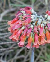 Bryophyllum delagoense