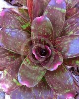 Neoregelia Manoa Beauty