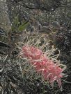 Grevillea Pink Surprise