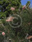 Grevillea Pink Surprise