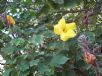 Hibiscus brackenridgei mokuleianus