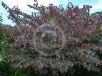 Cercis canadensis Forest Pansy