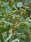 Corymbia leichhardtii