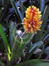 Aechmea caudata