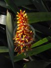 Aechmea caudata