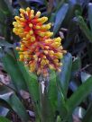 Aechmea caudata