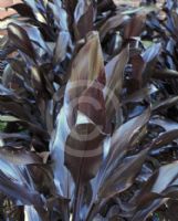 Cordyline fruticosa Caruba Black