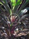 Cordyline fruticosa Pink Diamond