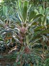 Cordyline fruticosa Pink Diamond