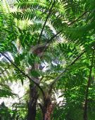 Cyathea baileyana