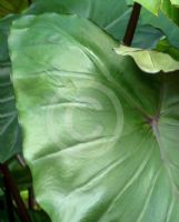 Colocasia esculenta Fontanesii