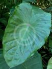 Colocasia esculenta Fontanesii