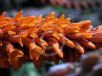 Dyckia reitzii rubra