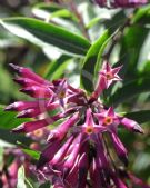 Cestrum cultum Cretan Purple