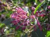 Cestrum cultum Cretan Purple