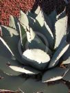 Agave flexispina