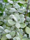 Kalanchoe bracteata