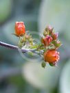 Kalanchoe bracteata