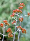 Kalanchoe bracteata