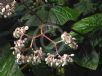 Begonia reniformis