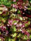 Begonia Erythrophylla