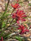 Anigozanthos Bush Ranger