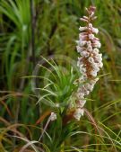 Dracophyllum secundum