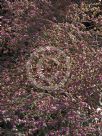 Boronia mollis Lorne Pride