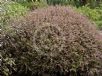 Boronia mollis Lorne Pride