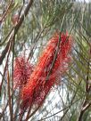 Hakea bucculenta