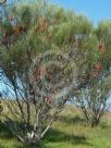 Hakea bucculenta