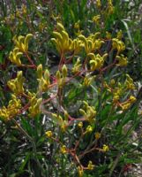 Anigozanthos Bush Gold