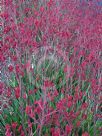 Anigozanthos Big Red