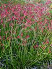 Anigozanthos Big Red